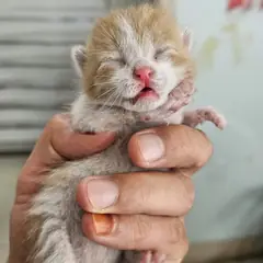 강동구 레몬색&흰색 한국 고양이 수컷