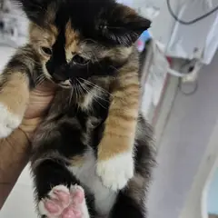 강동구 기타(검,갈,흰) 한국 고양이 암컷