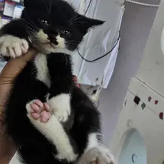 강동구 기타(검,흰) 한국 고양이 수컷