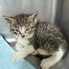 강동구 검은색흰색황토색조합 한국 고양이 성별 미상