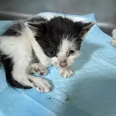 강동구 기타(검정&흰색) 한국 고양이 성별 미상
