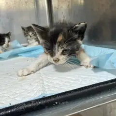 강동구 검은색흰색황토색조합 한국 고양이 성별 미상
