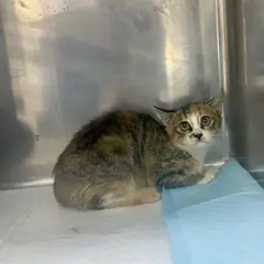 강동구 검은색흰색황토색조합 한국 고양이 암컷