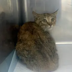 강동구 검은색흰색황토색조합 한국 고양이 암컷