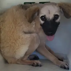 목포시 옅은 황색 믹스견 수컷