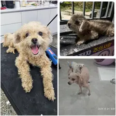 여수시 갈색 푸들 수컷