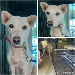 여수시 흰색 진도견 암컷