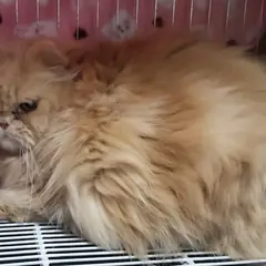 목포시 기타(연황색) 페르시안 수컷