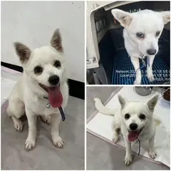 여수시 흰색 믹스견 암컷
