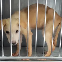 목포시 흰색 믹스견 암컷