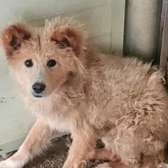 순천시 흰색 믹스견 암컷