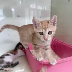 순천시 레몬색&흰색 한국 고양이 암컷