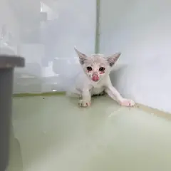순천시 흰색 한국 고양이 암컷