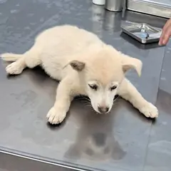 나주시 흰색 믹스견 암컷