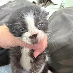 순천시 흰색/검은색 얼룩무늬 한국 고양이 수컷
