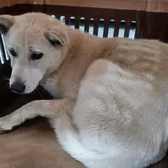 순천시 흰색 믹스견 암컷