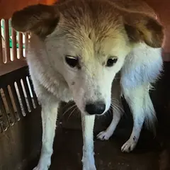 순천시 흰색 믹스견 암컷