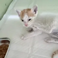순천시 레몬색&흰색 한국 고양이 암컷