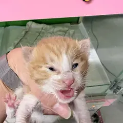 순천시 레몬색&흰색 한국 고양이 수컷