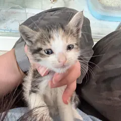 순천시 검은색흰색황토색조합 한국 고양이 암컷