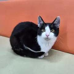 순천시 기타(턱시도) 한국 고양이 수컷