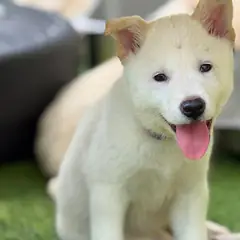 동구 흰색 믹스견 암컷