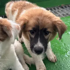 광양시 갈색&흰색 믹스견 수컷