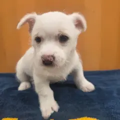 광양시 흰색 믹스견 수컷
