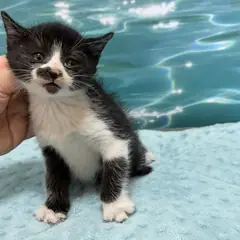 남구 흰색/검은색 얼룩무늬 한국 고양이 암컷