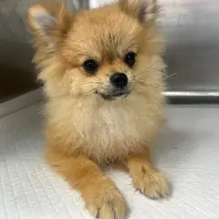 서구 갈색 포메라니안 수컷