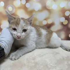서구 레몬색&흰색 한국 고양이 수컷