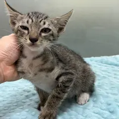 북구 검은색흰색황토색조합 한국 고양이 수컷