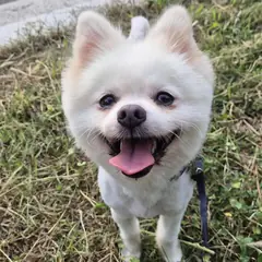 북구 흰색 포메라니안 수컷