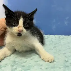 북구 흰색/검은색 얼룩무늬 한국 고양이 수컷
