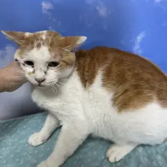 북구 레몬색&흰색 한국 고양이 수컷