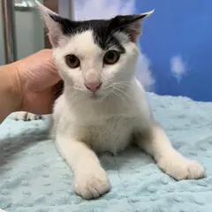광산구 흰색/검은색 얼룩무늬 한국 고양이 수컷