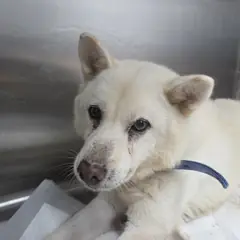 북구 흰색 믹스견 수컷