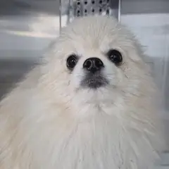 광산구 흰색 포메라니안 수컷