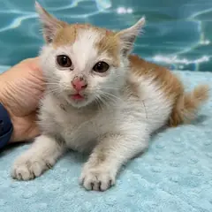 광산구 레몬색&흰색 한국 고양이 수컷