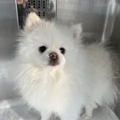 광산구 흰색 포메라니안 수컷