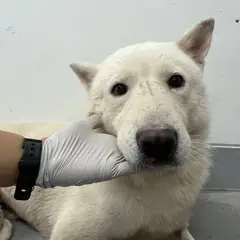 북구 흰색 믹스견 수컷