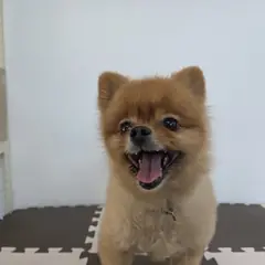 북구 갈색 포메라니안 수컷
