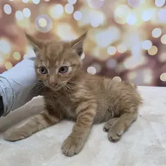 광산구 레몬색&흰색 한국 고양이 암컷