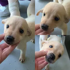 담양군 흰색 믹스견 수컷