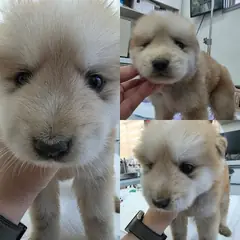 담양군 갈색&흰색 믹스견 수컷