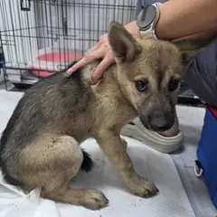 담양군 갈색&검정 믹스견 수컷