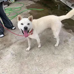 곡성군 크림색 믹스견 수컷