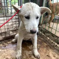 곡성군 흰색 믹스견 암컷