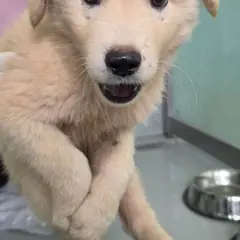 담양군 흰색 믹스견 수컷
