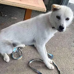 곡성군 흰색 믹스견 암컷